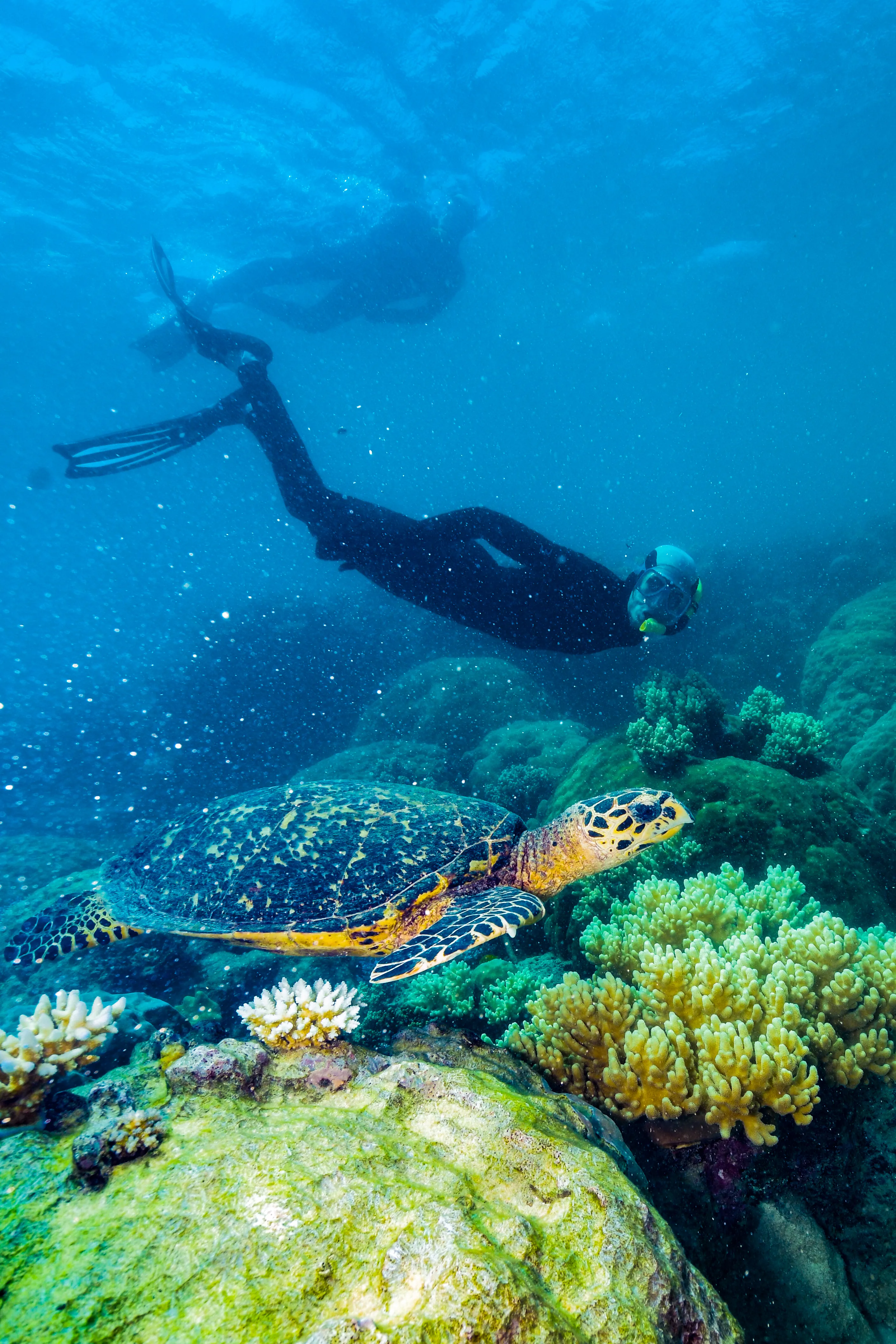 The Great Barrier Reef